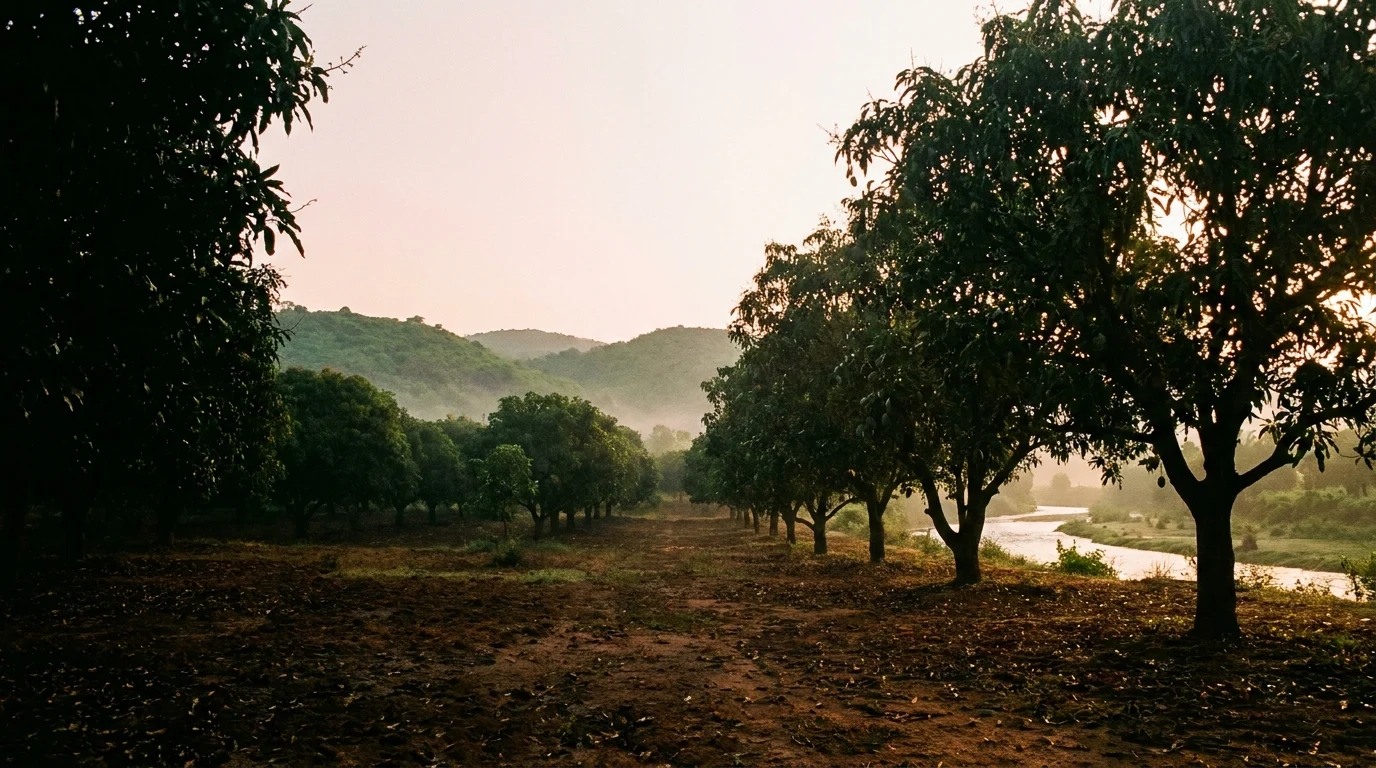 Premium mango orchard in coastal Andhra Pradesh at first light
